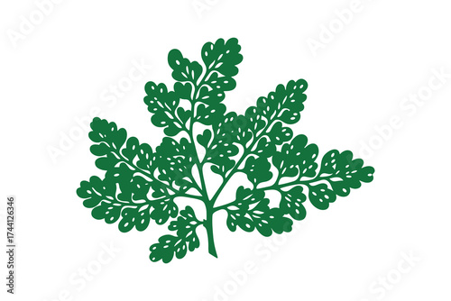 Moringa Leaf Isolated White Background