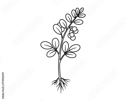 Moringa plant outline sketch