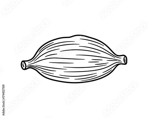 muscle fiber, human anatomy, biology