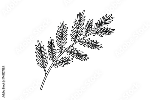 Myrica gale branch with berries outline minimalist