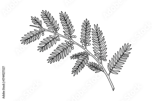 Myrica gale branch with berries outline