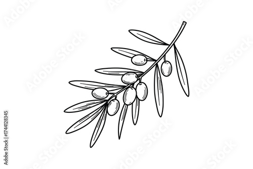 Olive Tree Branch with Olives Outline Drawing