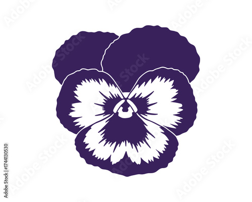 Pansy flower detailed