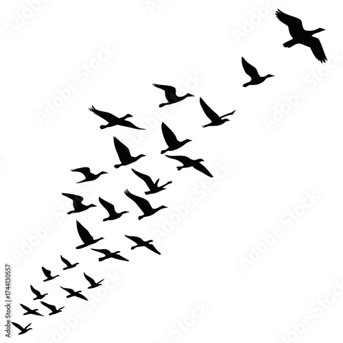 Flock of geese flying in formation silhouette