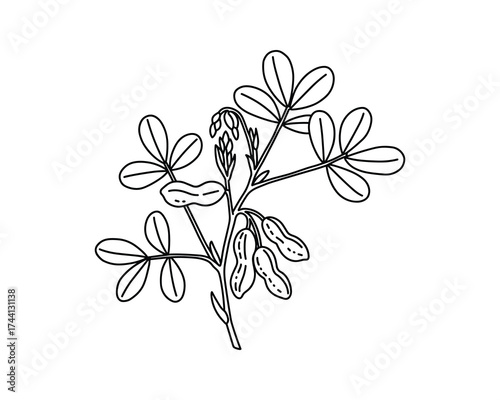 Peanut plant with leaves and pods vector illustration
