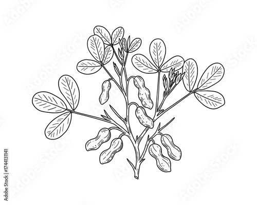 Peanut plant with leaves and pods vector illustration