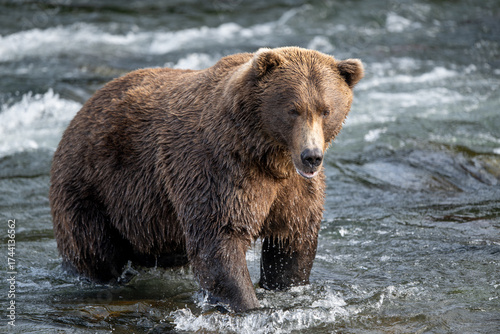 An Alaskan brown bear searching for salmon below Brooks Falls.