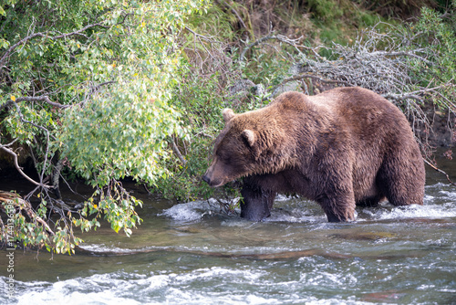 An Alaskan brown bear searching for salmon below Brooks Falls.