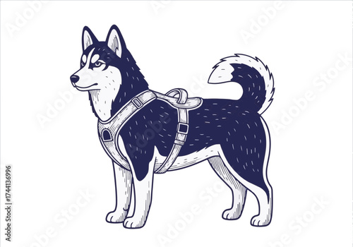 Siberian husky dog standing proudly in a harness, showcasing its striking features and thick fur, embodying the spirit of winter and outdoor adventures