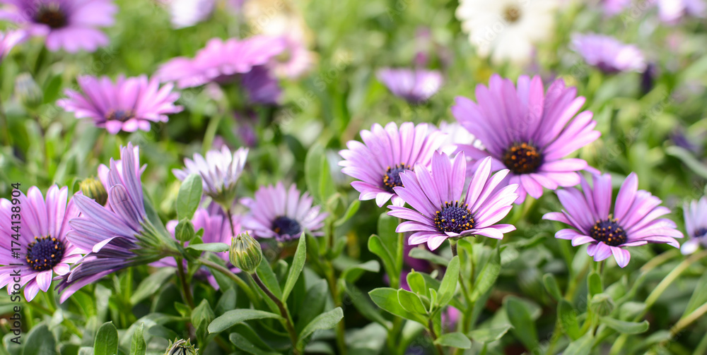 Fototapeta premium purple chrysanthemum flowers in the park. delicate floral background