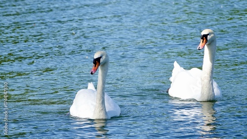 Schwan, Schwäne am Ufer und im Wasser
