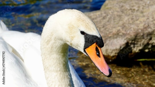Schwan, Schwäne am Ufer und im Wasser
