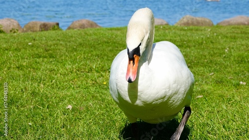 Schwan, Schwäne am Ufer und im Wasser