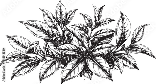 Hand-Drawn Organic Plant Cluster for Herbal Products