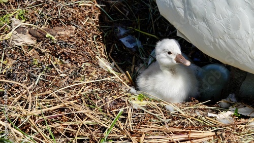Schwan, Schwäne am Ufer und im Wasser