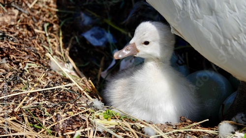 Schwan, Schwäne am Ufer und im Wasser