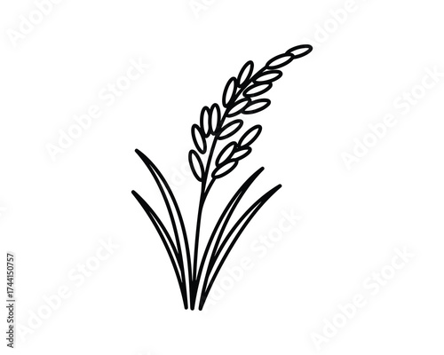 Rice plant with grains isolated icon