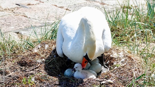 Schwan, Schwäne am Ufer und im Wasser