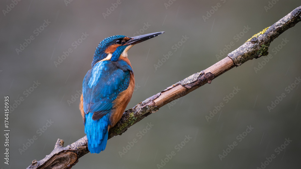 Obraz premium Kingfisher