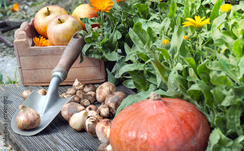 tulip bulbs and crocus on a plank with squash and apples  next to marigold fl...