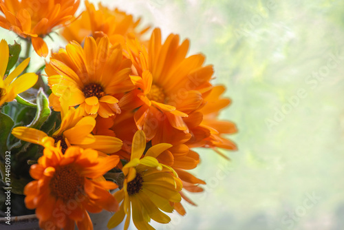 closeup on beautiful marigold officinal flowers with bright colors orange and...