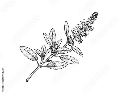 Sage herb botanical drawing