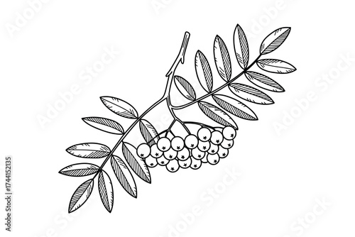 Rowan tree branch with berries and leaves in sketch style