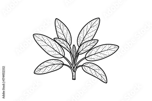 Sage Herb Plant Line Art