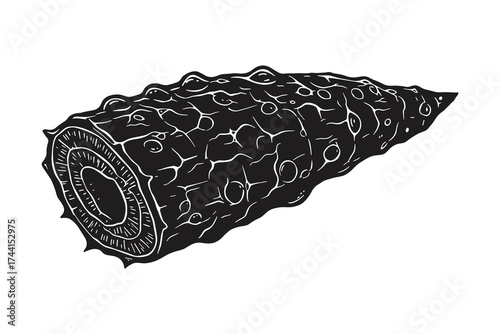 Sea cucumber cross-section