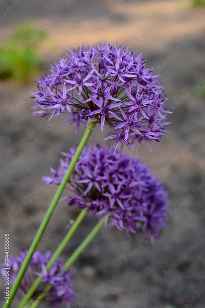 Obraz premium ornamental onion is a perennial plant. flower landscape 