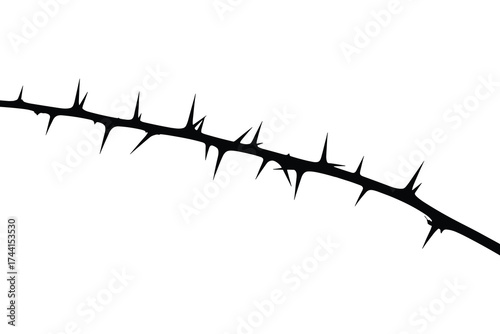 silhouette of thorny branch