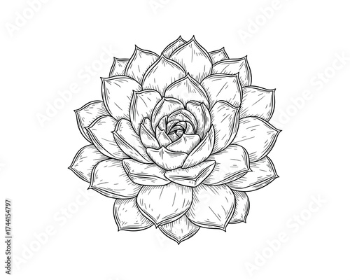 Succulent flower line art