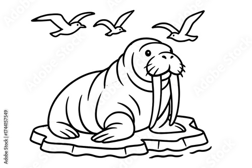 Walrus on Ice. Arctic wildlife coloring page: walrus with giant tusks resting on ice, sea gulls flying above, black and white
