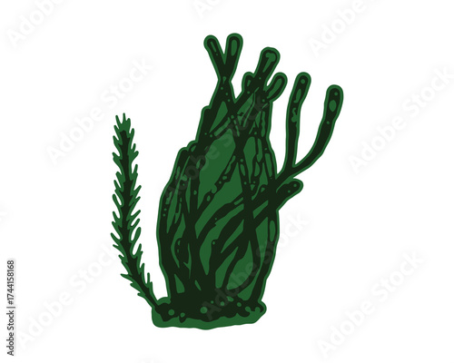 Underwater Coral or Seaweed Plant