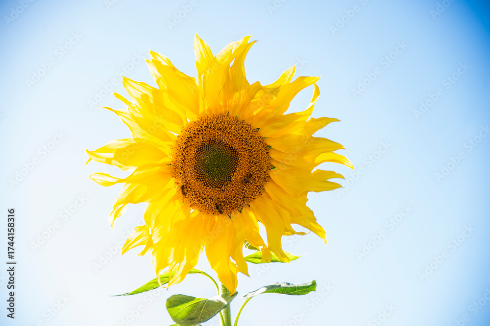 Obraz premium sunflower on blue background