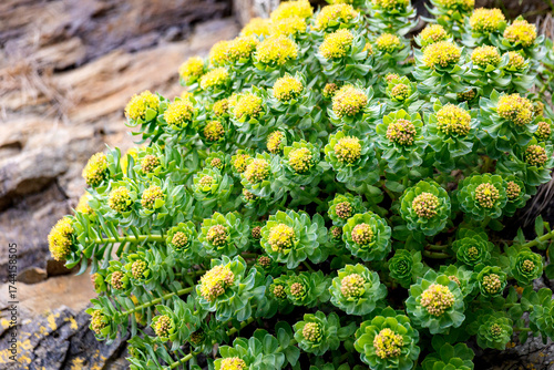 Flowering Rhodiola rosea close up