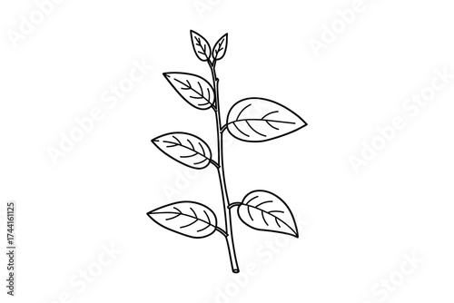 Young plant sprout with leaves outline drawing