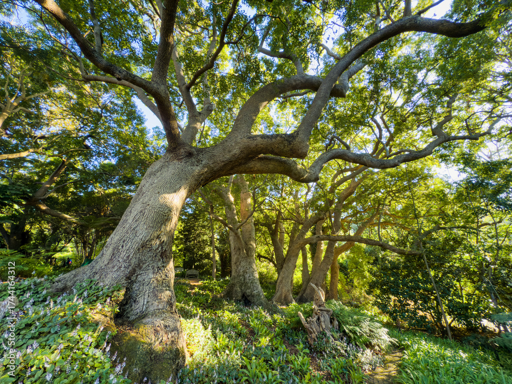 Fototapeta premium Champion Trees in South Africa