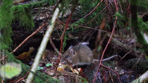 A Curious Forest Mouse Captured in its Natural and Fascinating Habitat in the Wild