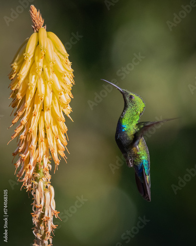 Hummingbird