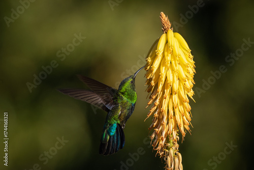 Hummingbird
