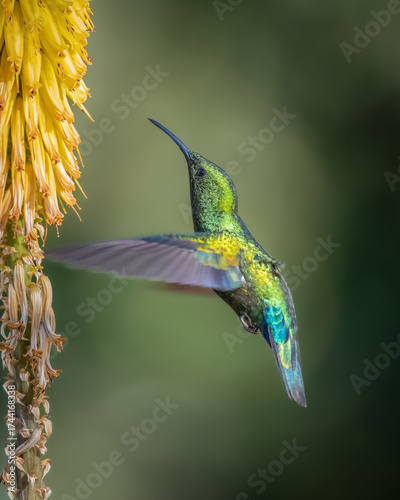 Hummingbird