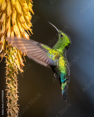 Hummingbird