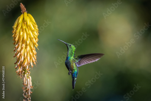 Hummingbird