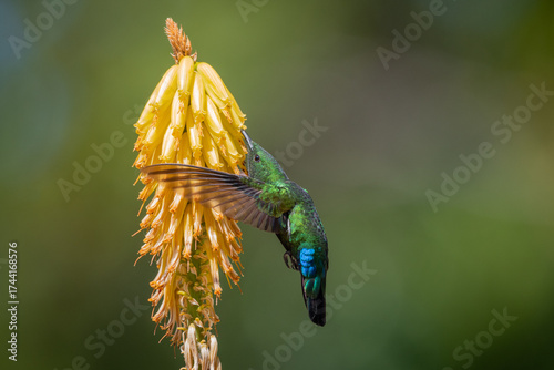 Hummingbird