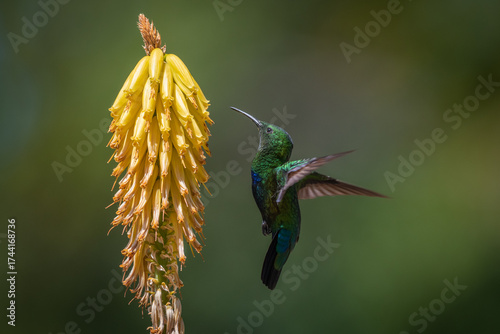 Hummingbird