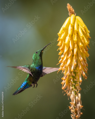 Hummingbird