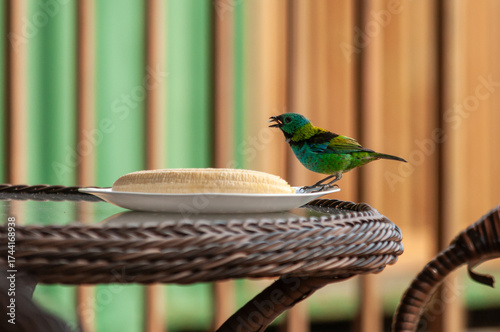 hummingbird on a plate