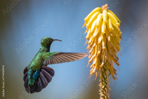 Hummingbird