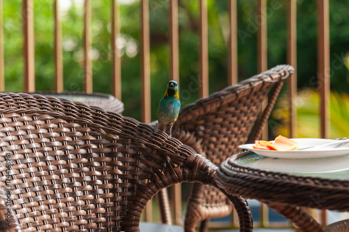 bird sit in the chair